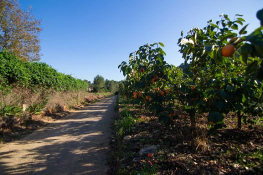 Cultivos frutales (mango), a los lados del camino