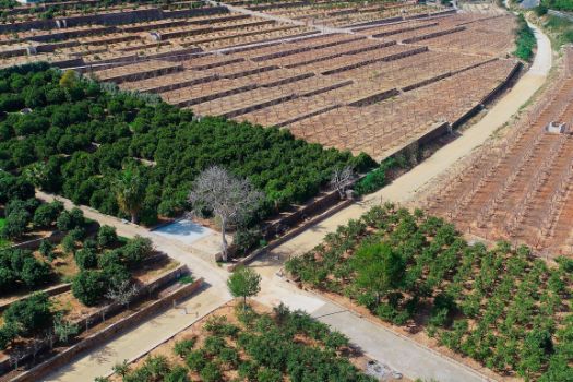 El camino discurre entre cultivos de frutales