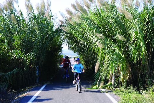 Ciclistas entre cañas