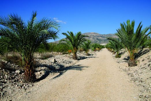 Camino con palmeras