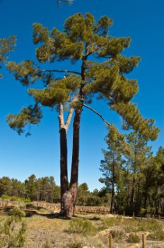 Monumental pine tree of the two brothers