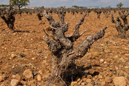 Cultivo tradicional de viñedos