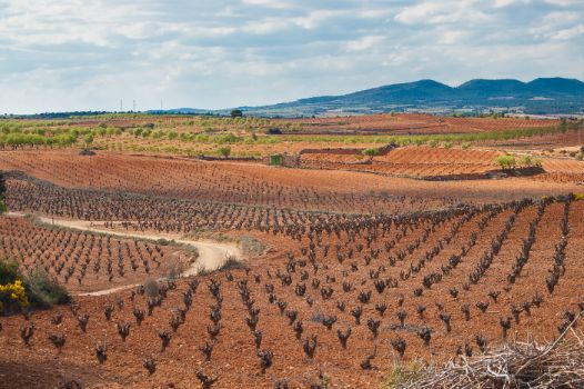 Cultivos de viñedos y la sierra del Negrete