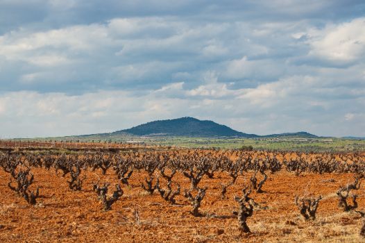 Cultivos de viñedos y la sierra de la Bicuerca