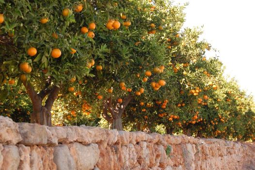 Cultivo de mandarinos