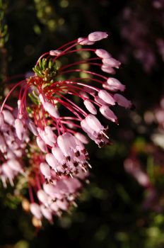 Brezo en flor