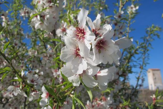 Detalle de la floración de un almendro en el camino