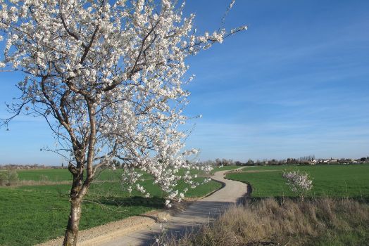 Almendro en flor en el camino, con el pueblo de Huerrios al fondo