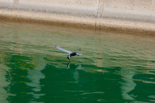 Charrán común (Sterna hirundo) en el Canal de l'Esquerra de l'Ebre