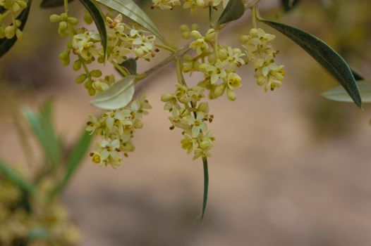 Detalle de la flor del olivo (Olea europaea)