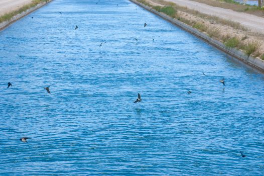 Forward view of the Ebro Left Canal