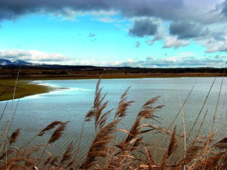 Laguna de las Cañas. Viana
