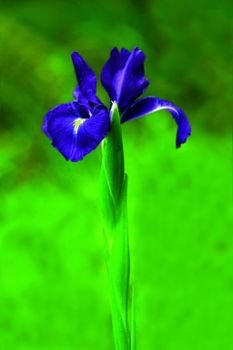 Lirio azul