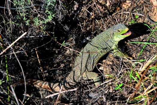 Lagarto ocelado