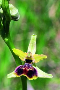 Ophrys riojana