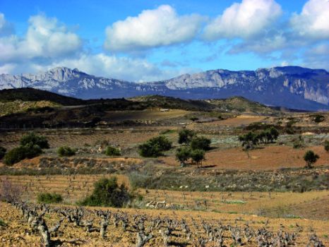 Viñedos de la Rioja Alavesa. Al fondo la sierra de Cantabria