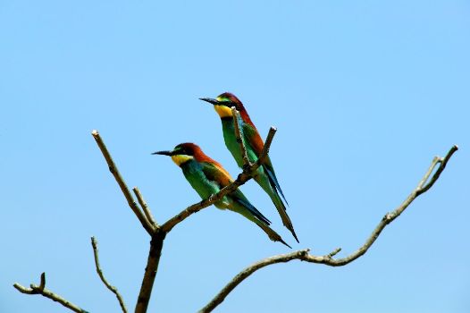 Abejarucos