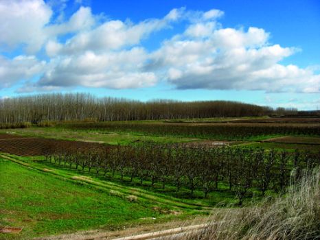 Cultivos frutales en Rincón de Soto