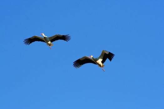 Cigüeñas blancas