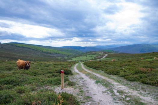 El primer tramo es un ascenso entre pastos de montaña aprovechados por el ganado vacuno