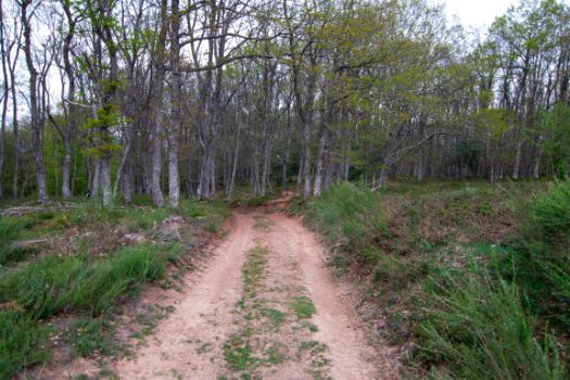 El Camino se interna en un bosque mixto caducifolio dominado por haya y roble albar