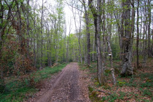 El camino en pleno Monte Hijedo rodeado sobre todo de hayas