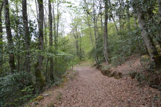 Después de dejar atrás la cabaña, el camino se vuelve a internar en el bosque mientras desciende hacia el arroyo Hijedo