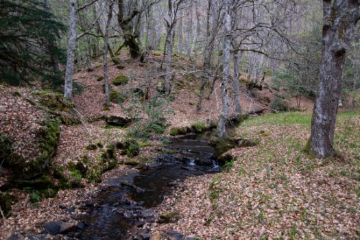 El arroyo de Hijedo
