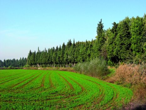 Campo de cultivo y orla de cipreses en el Enclave Natural Soto de la Mora. Buñuel