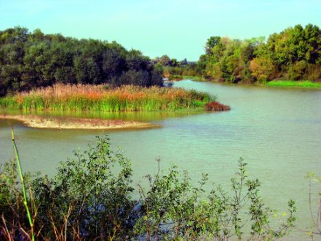 El río Ebro discurre por el Soto de la Madraza. Novillas