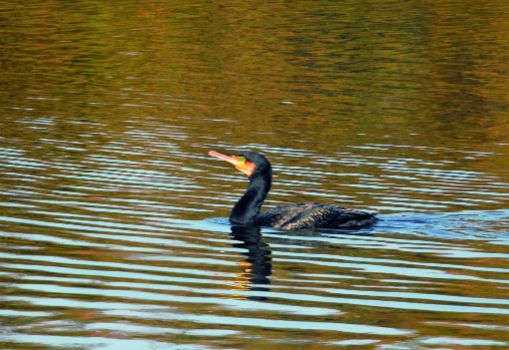 Cormorán grande