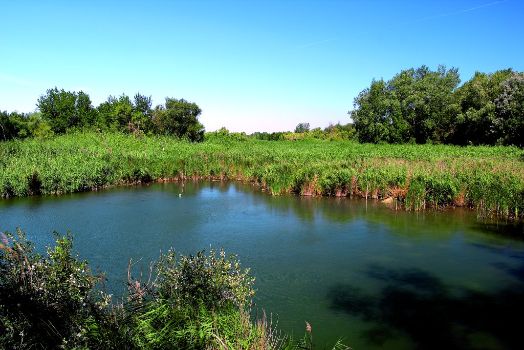 Copses next to the Alfranca oxbow lake. Zaragoza