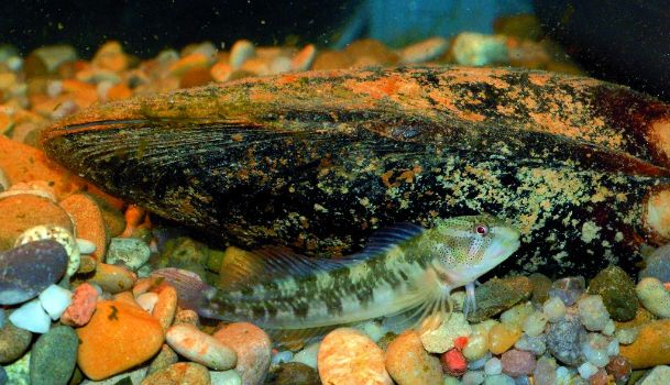 The blenny and Spengler’s freshwater mussel: a classic Ebro symbiosis