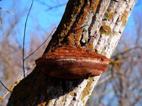 Tinder mushroom on poplar trunk