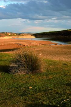Rush on the banks of the River Ebro in the Mequinenza reservoir.