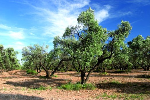 Olive trees