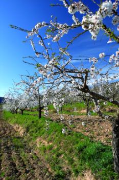 Almendros en flor