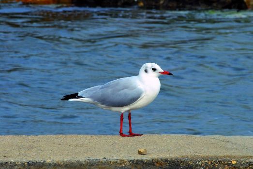 Black-headed gull