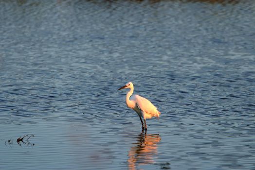 Little egret