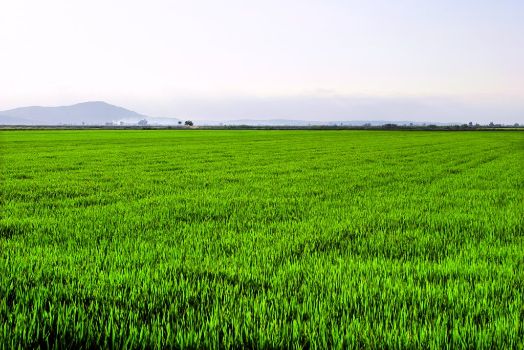 Rice fields