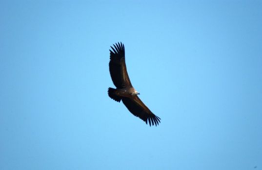 Buitre leonado volando
