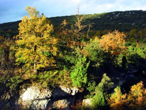 Paisaje de quejigos y carrascas