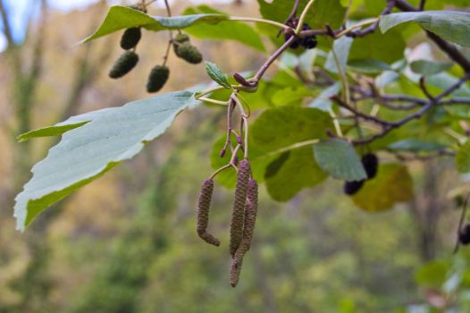 Detalle de los amentos masculinos del aliso (Alnus glutinosa)
