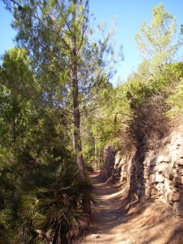 Ejemplar de palmito (Chamaerops humilis) en el lado izquierdo del camino