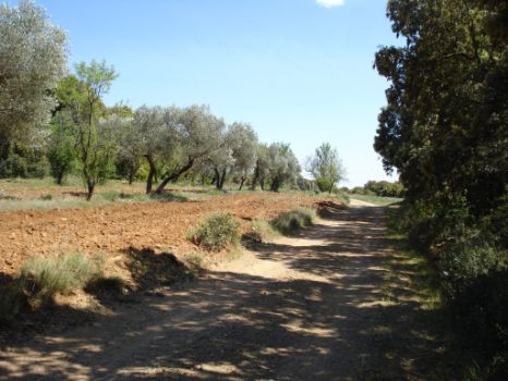 Campos de almendros en la pista entre Aniés y Bolea
