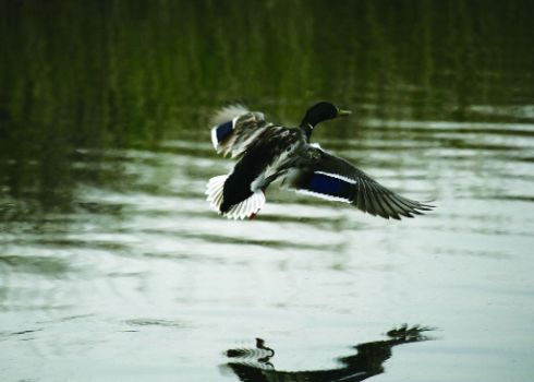 Ánade real (Anas platyrhynchos)