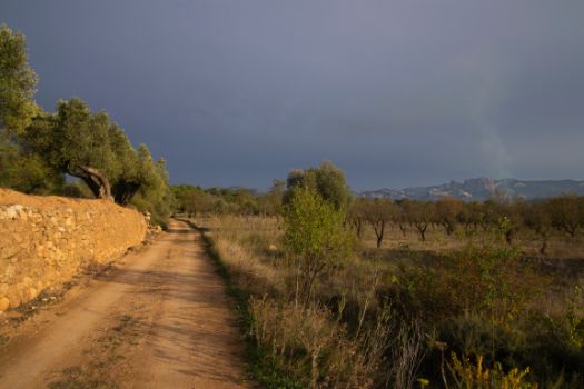 El camino entre olivares, al fondo los puertos de Tortosa-Beceite, donde destacan las Roques de Benet