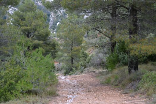 El camino desciende por un pinar