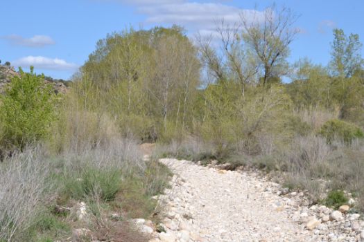 La vegetación de ribera domina los márgenes en las proximidades del río