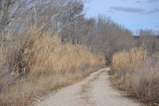 Camino entre vegetación ribereña